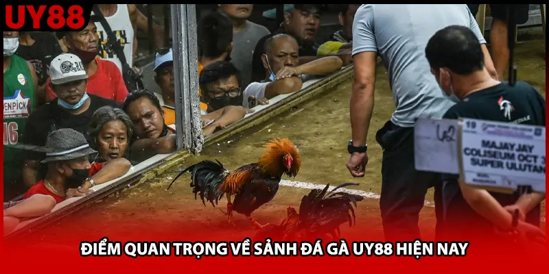 Điểm quan trọng về sảnh đá gà UY88 hiện nay